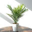 Artificial Potted Foliage Plants 50 cm H Faux Palm Plant in Plastic Pot Liner
