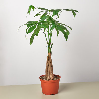 House Plant Shop Live Foliage Plant