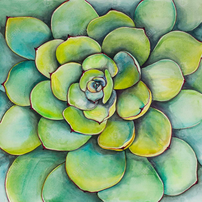 "Plante grasse aquarelle", H 24 po x l 24 po