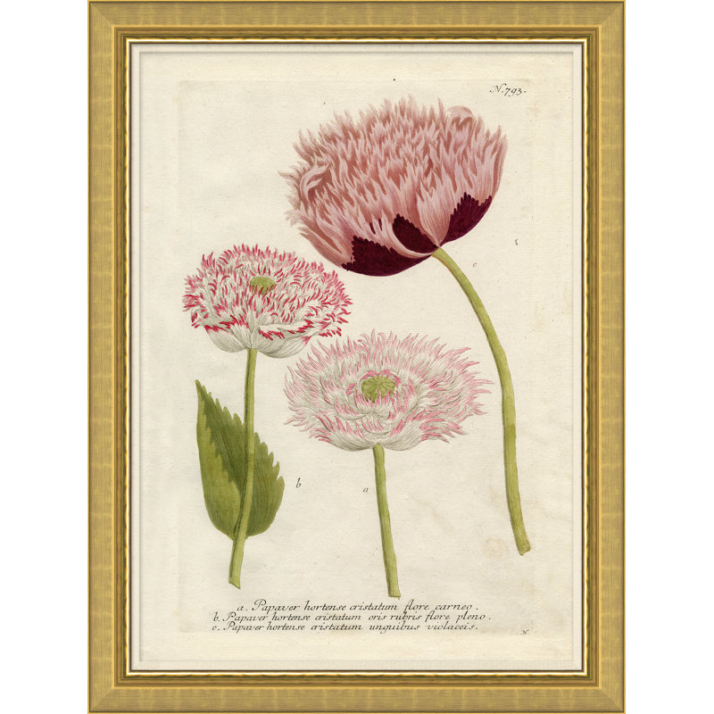 Flora In Pink 3