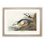 Western Ducks by John James Audubon - Framed Print-55641965-55641966