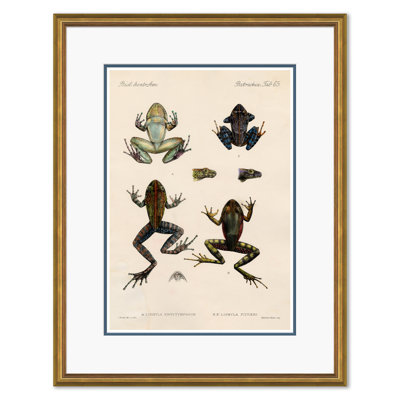 Frogs Giclee Print by Soicher Marin Archives