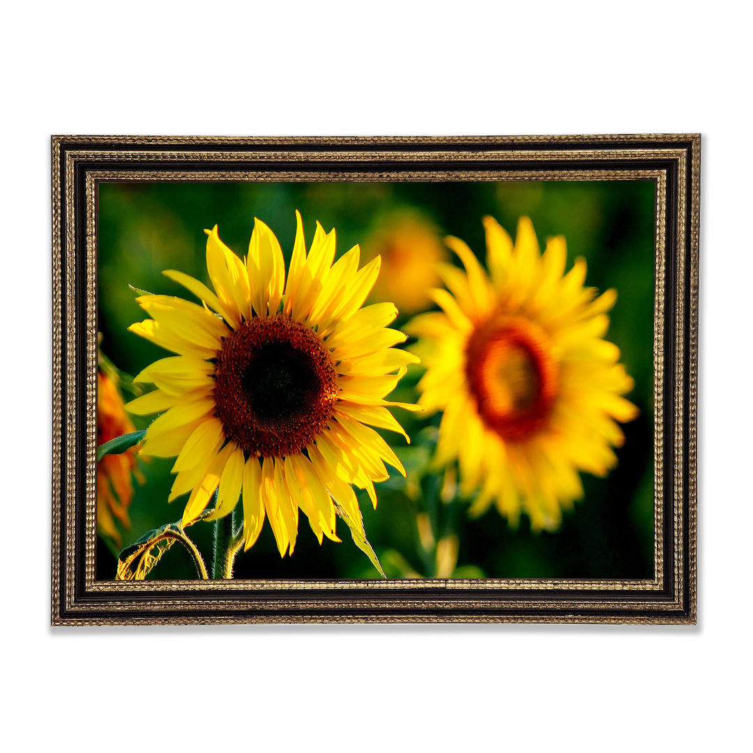 Sonnenblume Duo - Druck