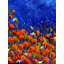 Poppies Print by Pol Ledent-1644142392-1644139515