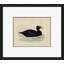 Duck Series: Surf Scoter Giclee Print by Paul Cezanne