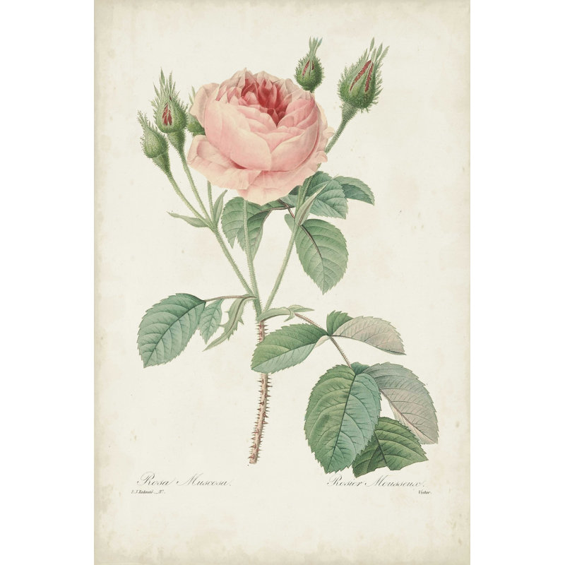 Roses rétro Redoute VI, H 12 po x l 8 po