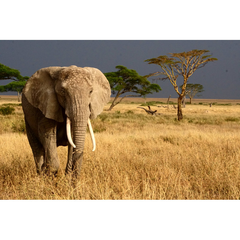 Elephant by Cass Settlemyre - Wrapped Canvas Print, 20cm H x 30cm W