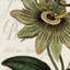 « botanique panel i », art textuel sur toile tendue 1 pièce-1956649842