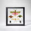 6 Genuine Insects In Display Frame