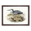 White-Fronted Herons by Elizabeth Gould - Framed Print-55611907-55611908
