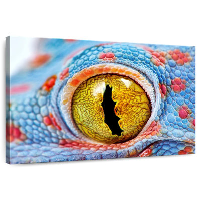 Brampt Tokay Gecko Eye