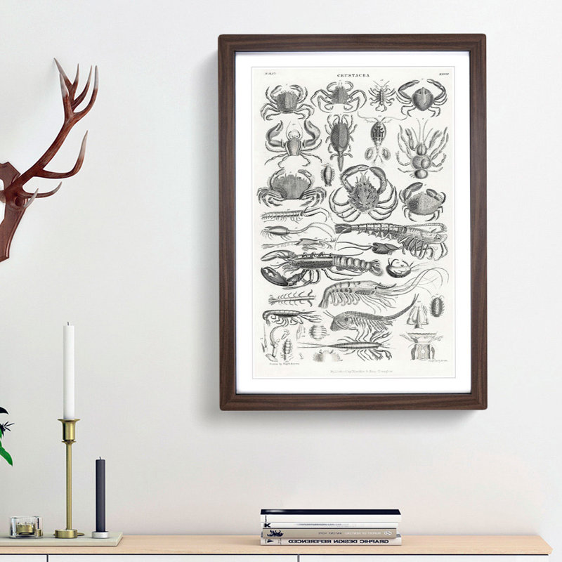 Study of Crustaceans by Oliver Goldsmith - Picture Frame Drawing Print, 48cm H x 36cm W x 2cm D, Walnut Framed