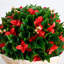 22 po Boule de Noël Photinia