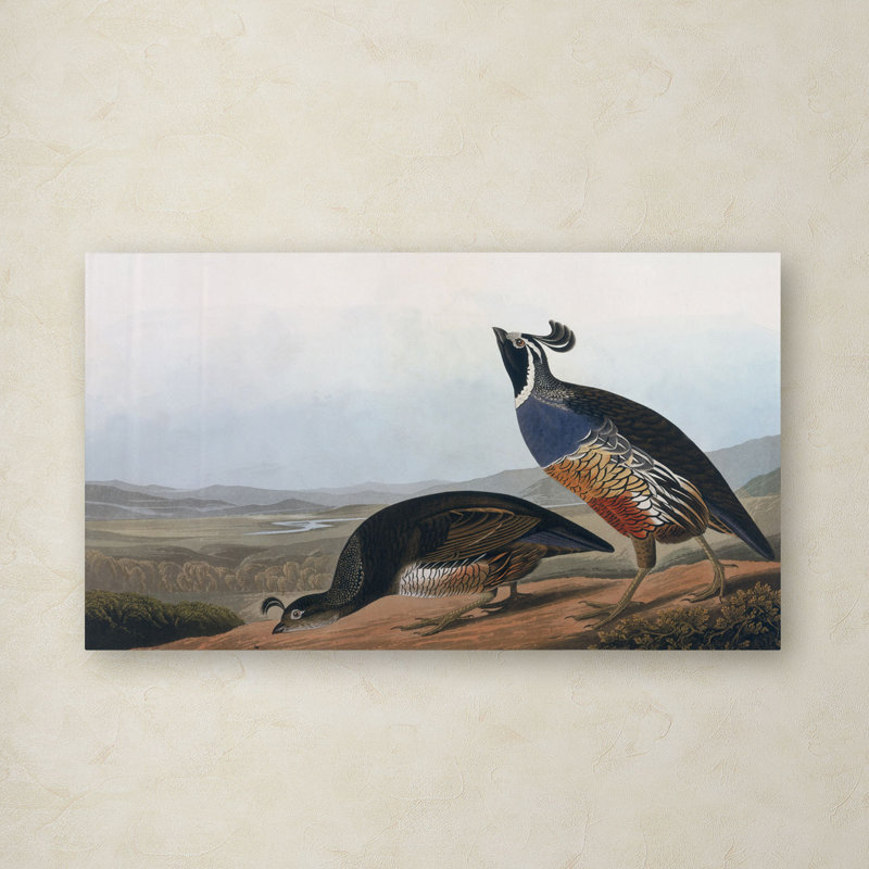 Reproduction d’art sur toile « Californian Partridge » par James Audubon, H 18 po x l 32 po x P 2 po