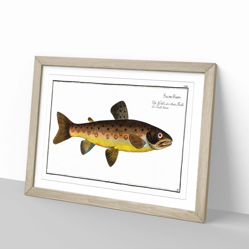 The Brown Trout Fish by M.E. Bloch - Picture Frame Art Print, 36cm H x 48cm W x 2cm D, Oak Framed