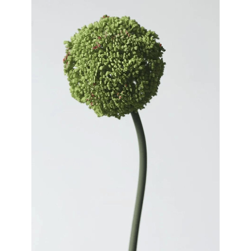 Tige sphérique Allium - 27 po, Fresh Moss Green, [D] 12 Stems