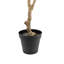 Arbre de croissance eucalyptus 7 pi