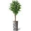 75 plantes-97992056