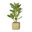Feuillage artificiel en porcelaine naturelle Cole and Green