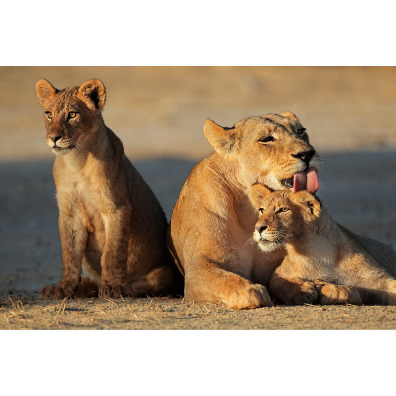 A Lioness With Her Cubs In The Desert by Ecopic - Wrapped Canvas Print, 30.48cm H x 45.72cm W