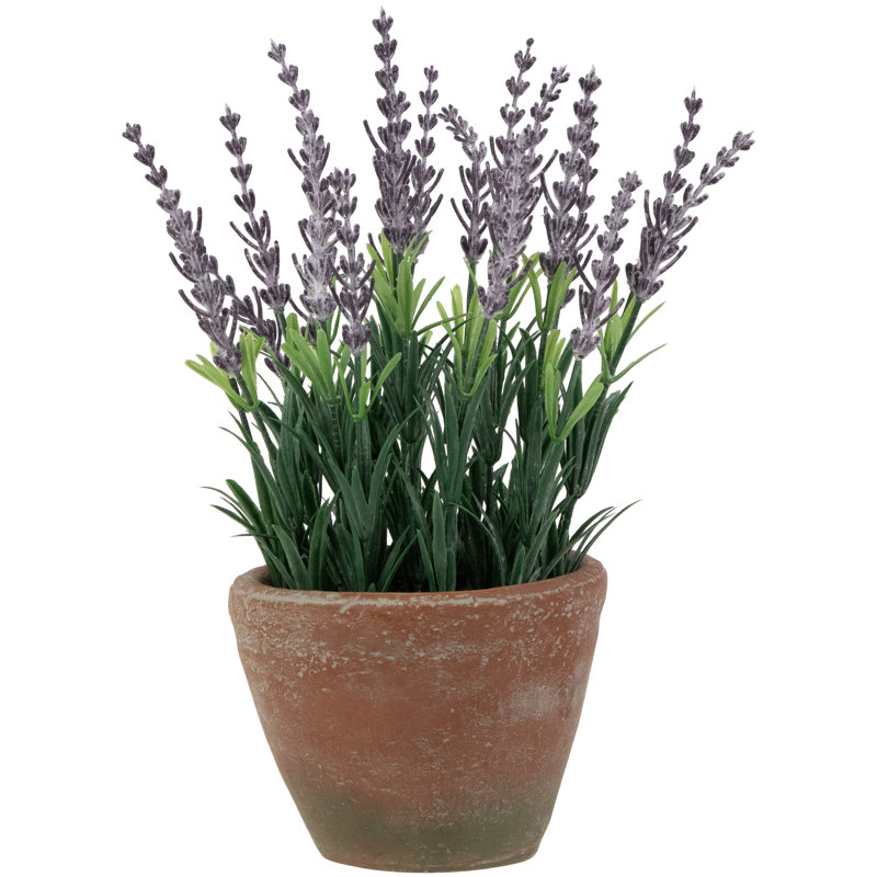 10 plantes