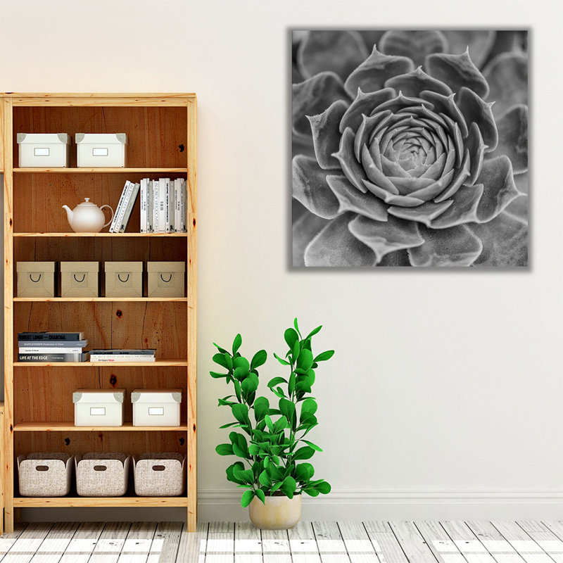 Succulent Plant - Canvas Print Wall Art, 12" H x 12" W