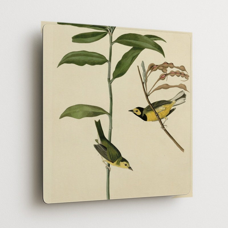 Fauvette à capuchon, Plaque CX — Décoration murale carrée en métal, 8" H x 8" W