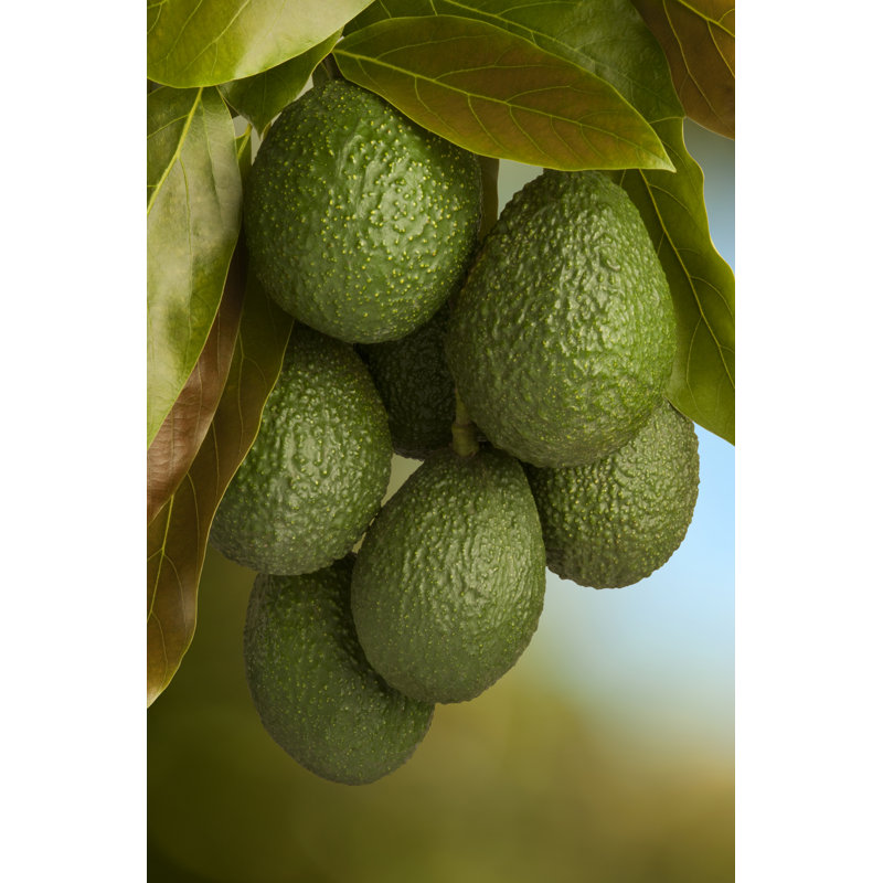 Avocat Hass par Pixhook, H 36 po x l 24 po