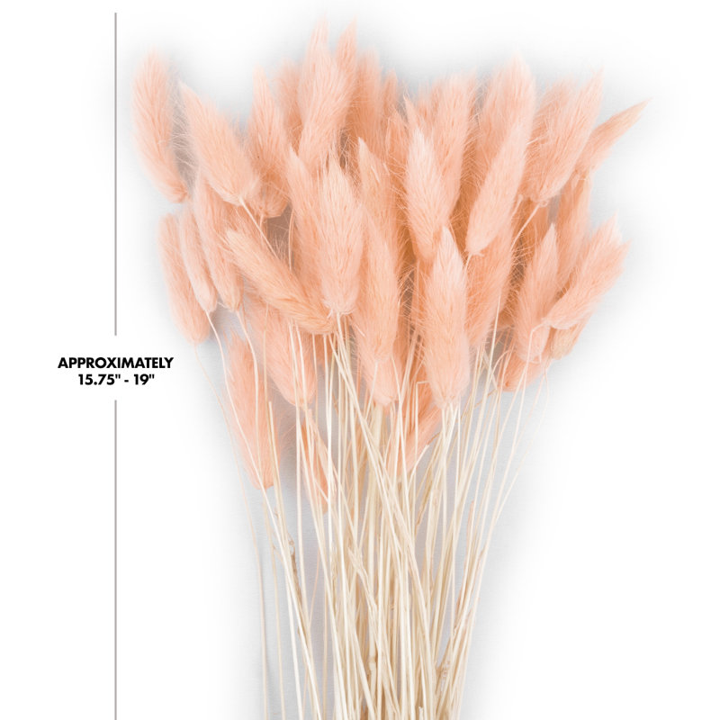Ensemble de 50, Rose