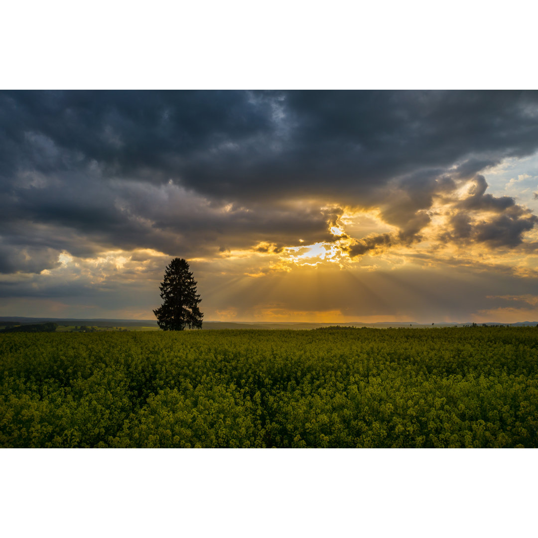 Leinwandbild Yellow Field Of Rape In Full Flower With Dramatic Sky