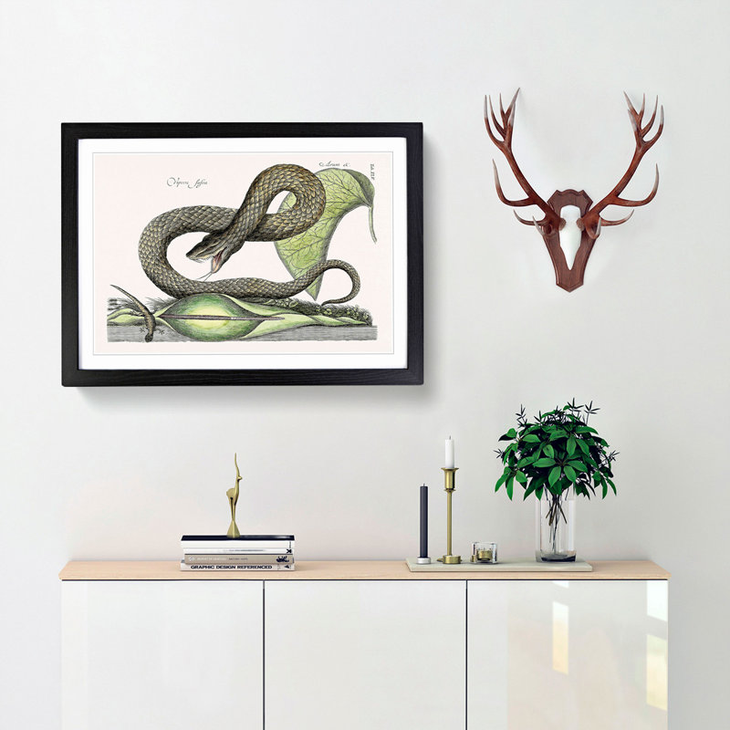 Brown Viper Snake by Mark Catesby - Picture Frame Painting Print, 48cm H x 65cm W x 2cm D, Black Framed