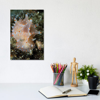 Colorful Halgerda Batangas, Anilao, Philippines by Alessandro Cere - Gallery-Wrapped Canvas Giclée on Canvas