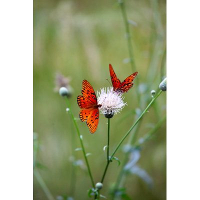 Butterfies by Akaplummer - Wrapped Canvas Print
