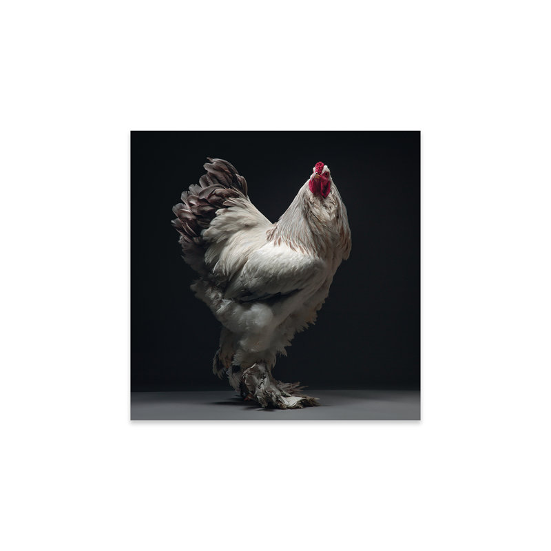 Lavande colombienne Brahma sur plastique / acrylique par CHICken Peinture