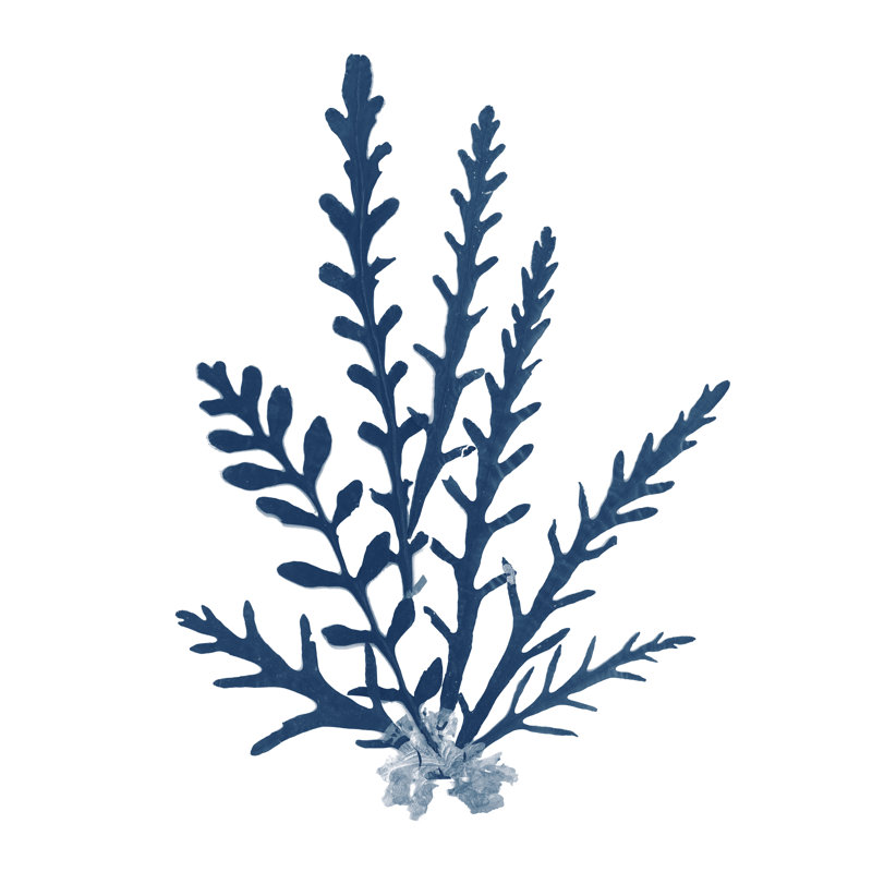 Mousses de la mer du Pacifique - bleu sur blanc III, H 20 po x l 20 po
