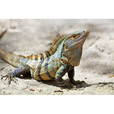 " Black Spiny-Tailed Iguana " by Kjorgen