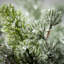 Artificial Pine Spray