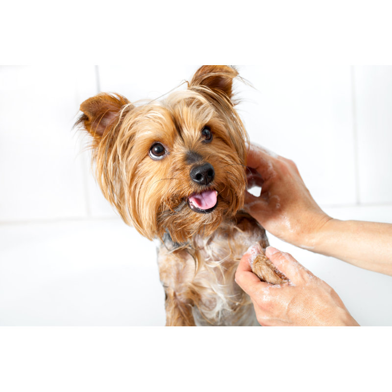 Yorkshire Dog by Flovie - Wrapped Canvas Print, 81cm H x 122cm W x 3.8cm D