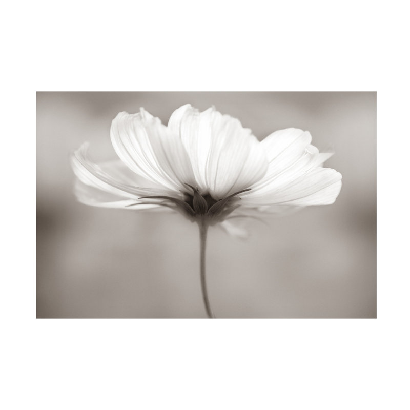 Art sur toile Penny Myles Cosmos, H 22 po x l 32 po