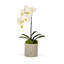 Orchid Plant in Pot Set-1952217756