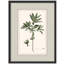 Botanical Herb Framed Wall Art Prints - Minimal Green Plant for Kitchen Dining Room-125120374-125120375