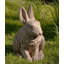Hare Seated Ears Up Statue-24478422