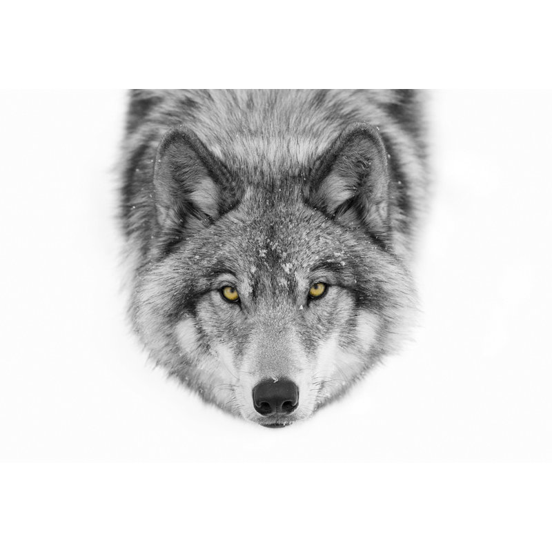 Wrapped Canvas Print, 50.8 cm H x 76.2 cm W