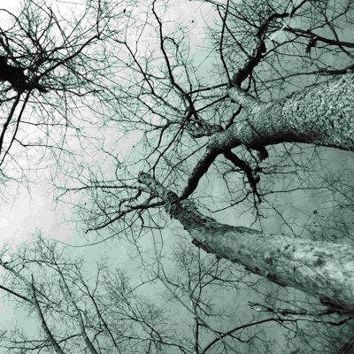 Branches noires et blanches - peinture sur toile tendue