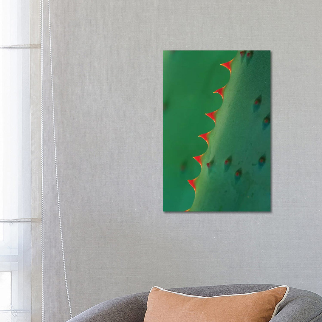 Aloe Spines von Tim Fitzharris - Galerie-verpackte Leinwand Giclée auf Leinwand