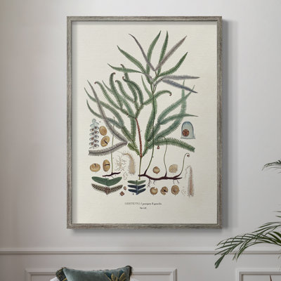 Botanical Society Ferns VII, reproduction encadrée - bois massif