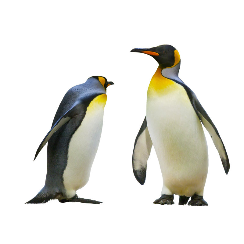 Emperor Penguins - Wrapped Canvas Print, 122cm H x 122cm W x 3.8cm D