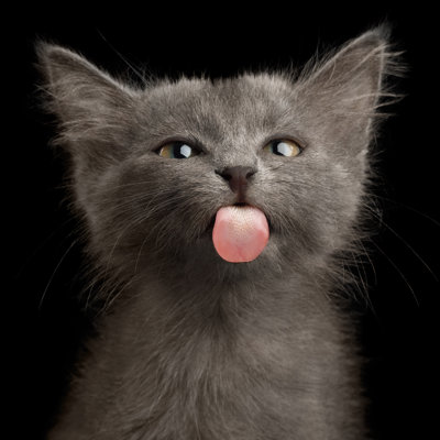 Gray Kitten On Black Background by Seregraff - Wrapped Canvas Print
