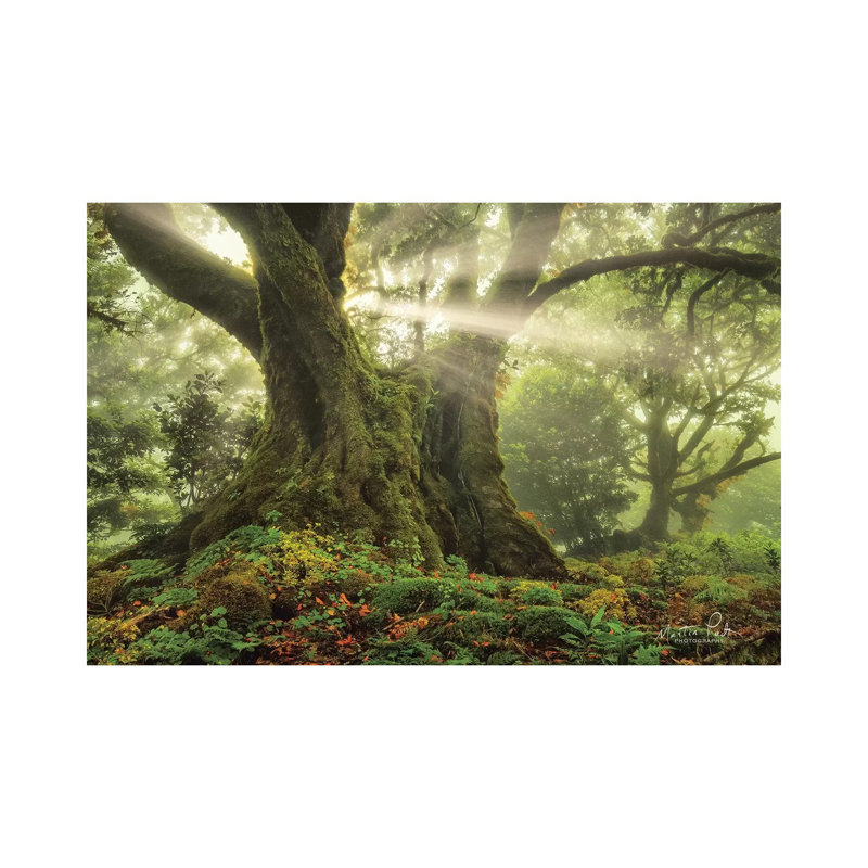 One-Two Tree by Martin Podt - Wrapped Canvas Gallery-Wrapped Canvas Giclée, 101.6 cm H x 66.04 cm W x 1.91 cm D
