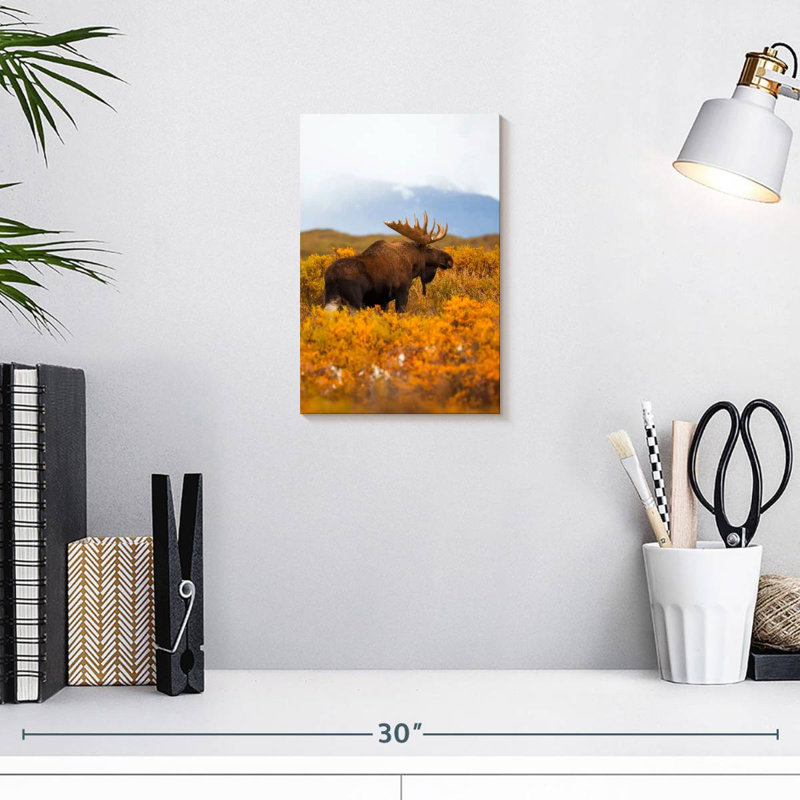 Brampt Bull Moose Wandering In Denali, 12" H x 8" W